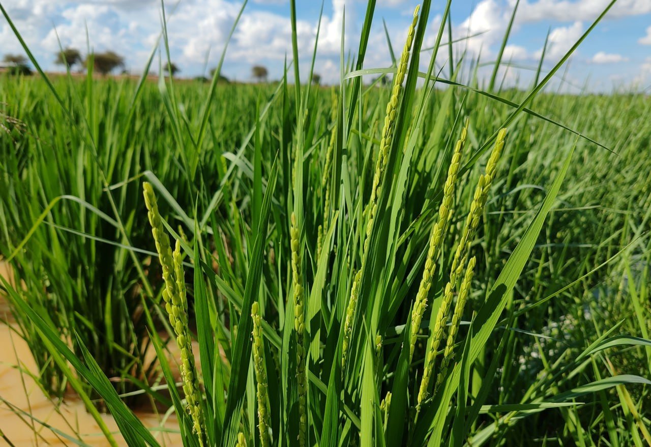 AWD Rice Cultivation